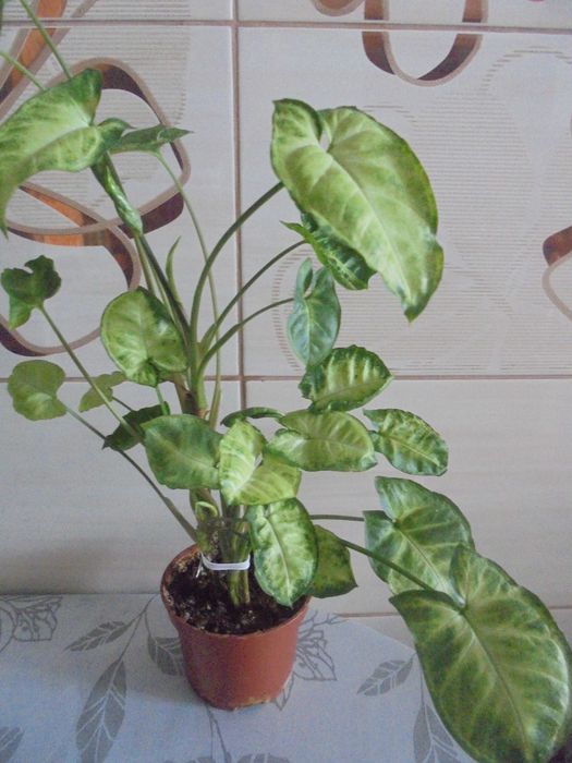 Syngonium zroślicha