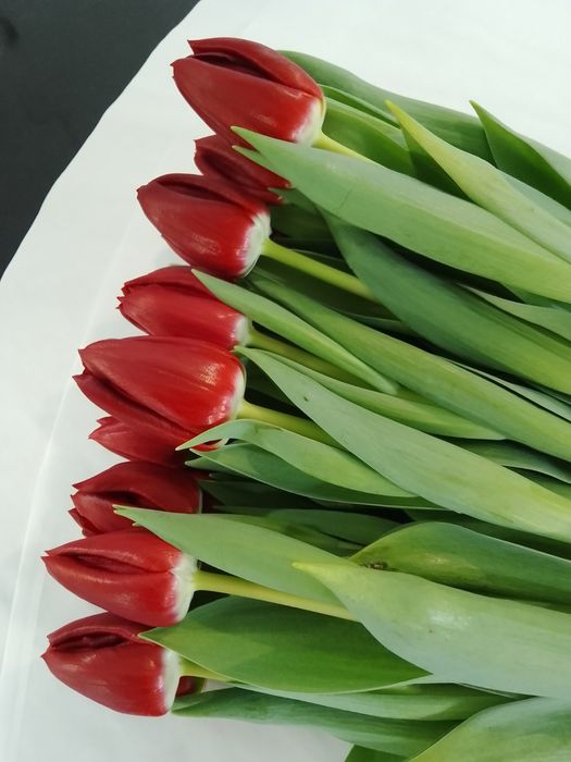 Тюльпани гуртом до 8 березня