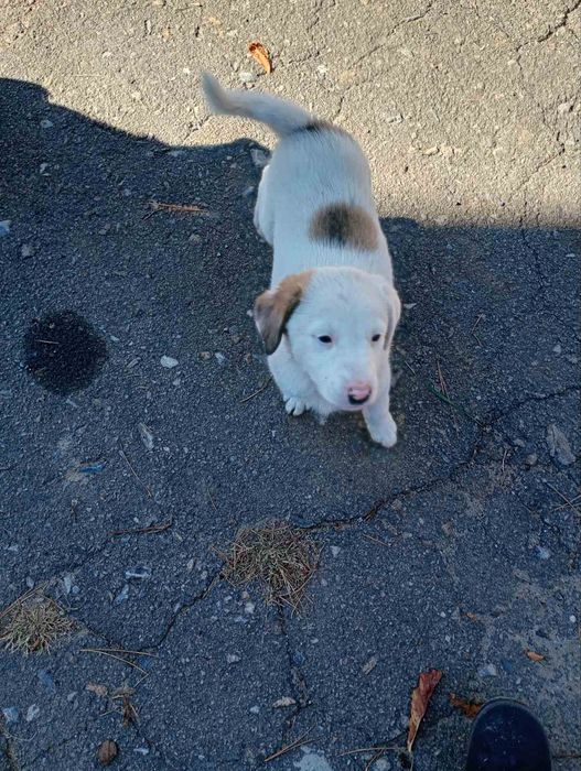 Отдадим в добрые руки щенков