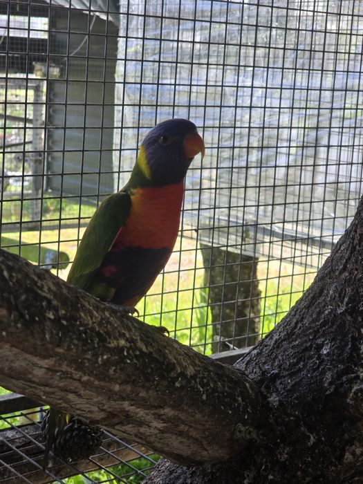 Loris molucanos fêmeas