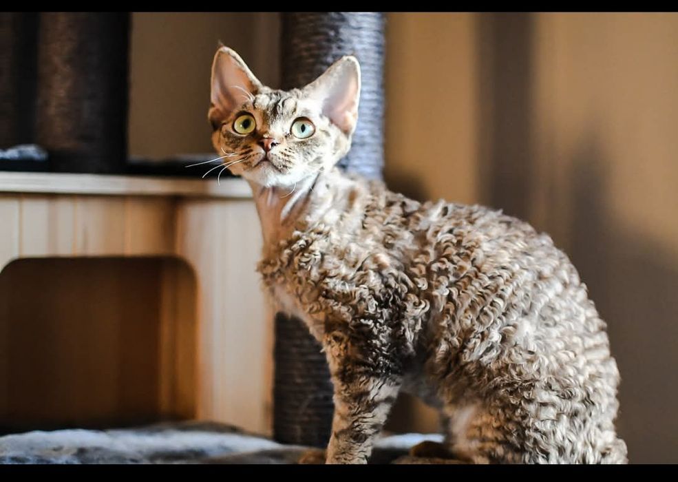 Śliczna dorosła kotka.