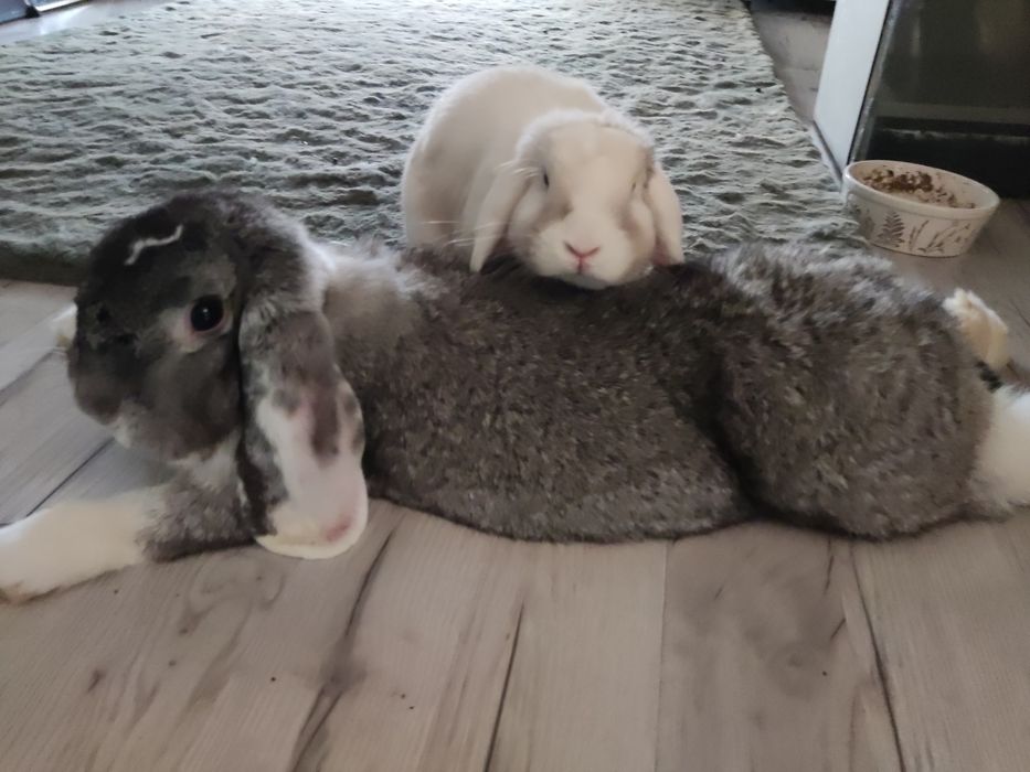 REZERWACJA Mała Baby szuka nowego domu