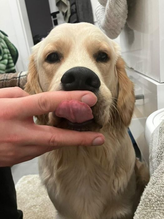 Psi behawiorysta I trener - ŁASK I ŁÓDŹ