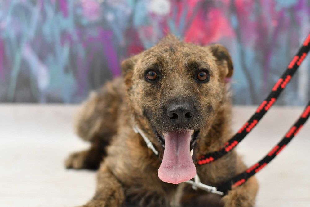 Lelów/Drochlin znaleziono suczkę! Szukamy właściciela!