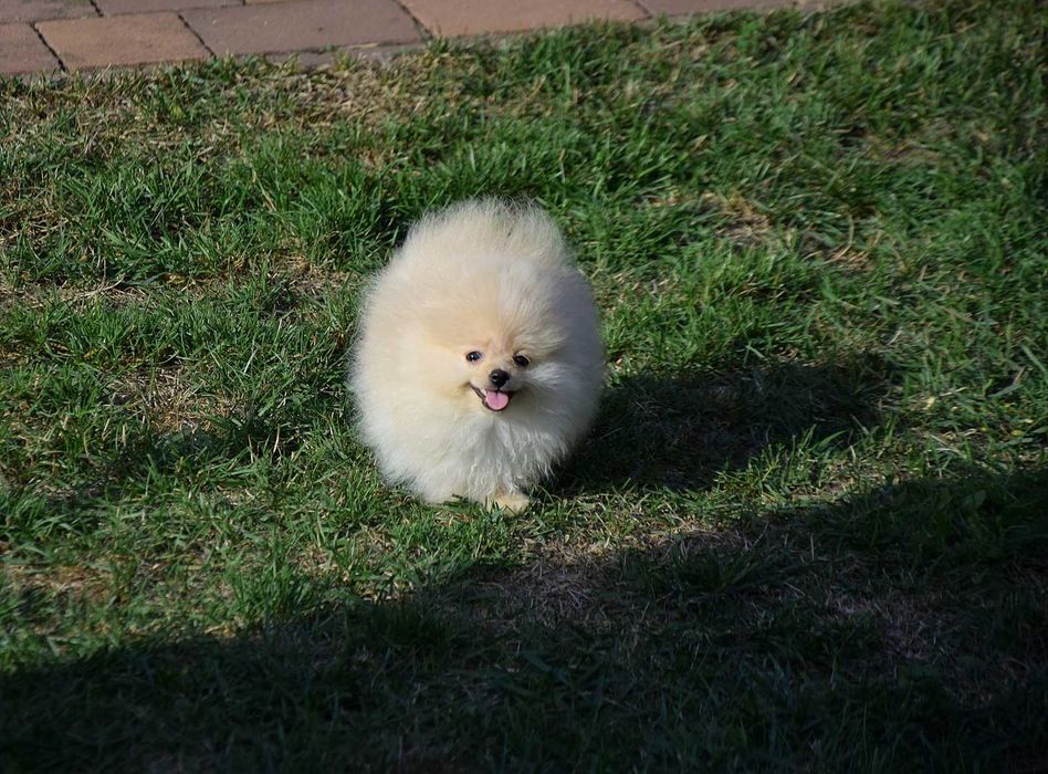 Wika - suczka Pomeranian szuka nowego domu
