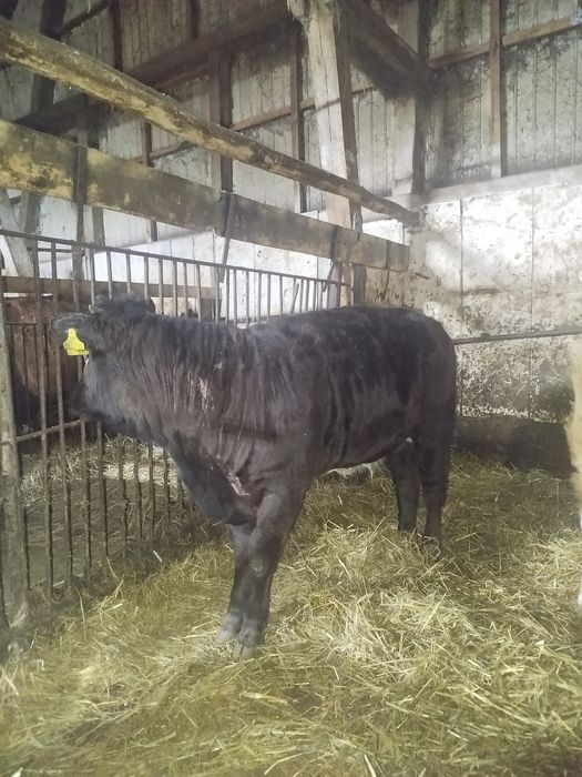 Jałòwka mięsna sprzedam