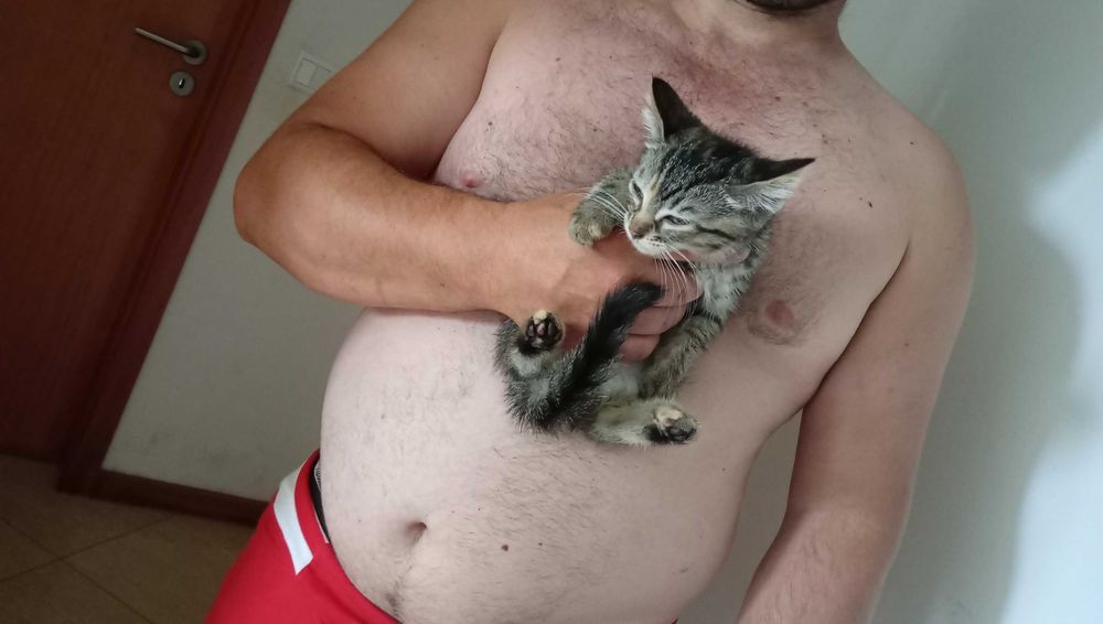 Gatinha para adocao
