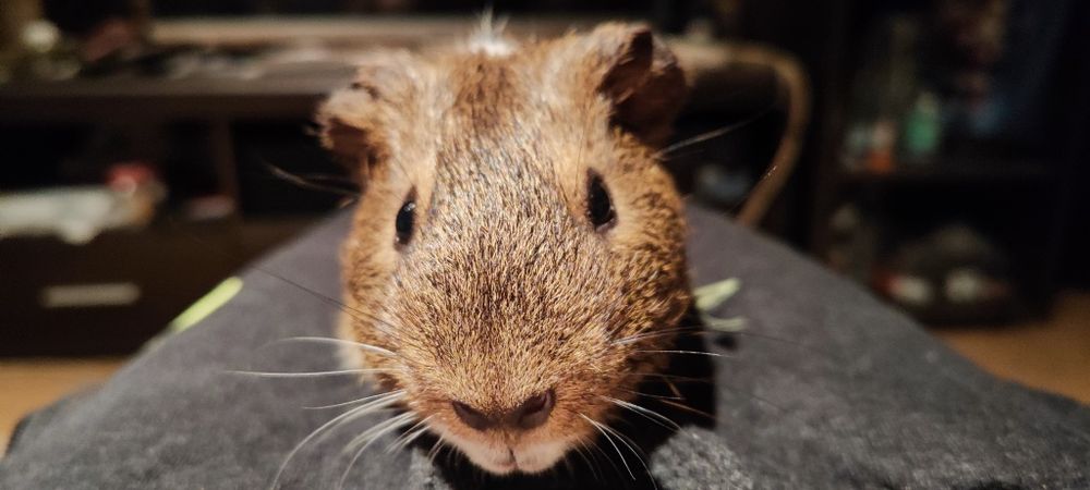 Świnka morska (kapi)