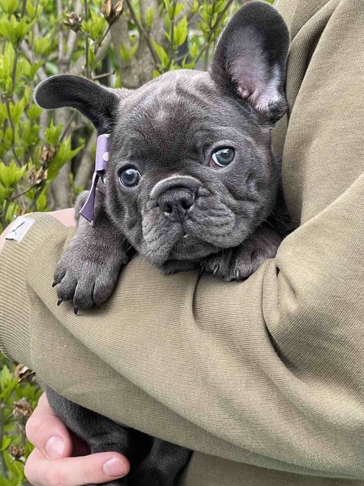 Зіронька.     Блакитна