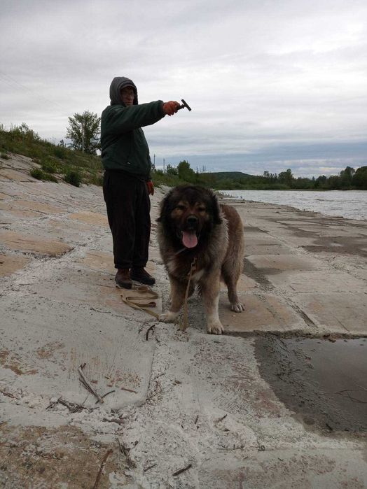 кавказька  вівчарка кобель САС САСІВ