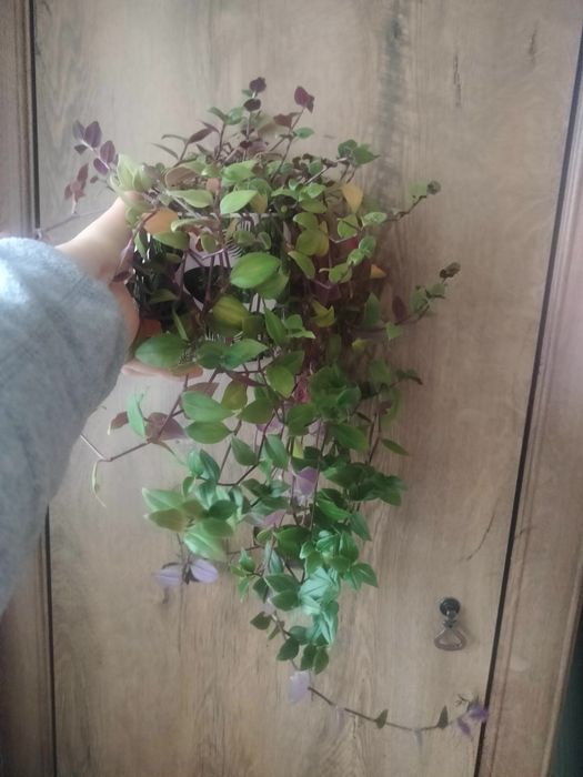 Długie epipremium złociste