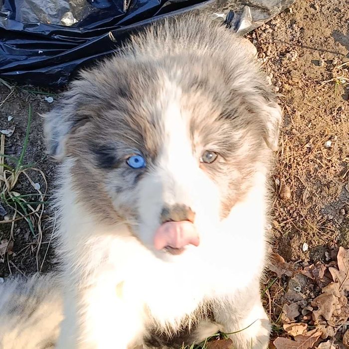 Szczenię Border Collie