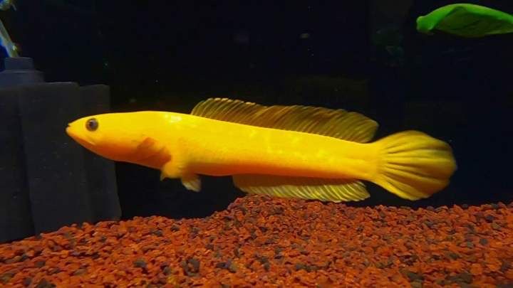 Змееголов Лимбата голд Channa golden limbata