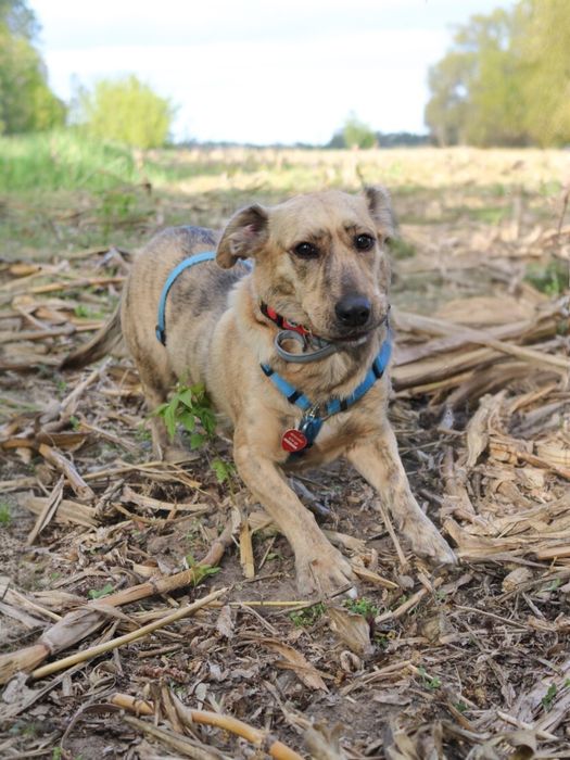 Nala - wyjątkowej urody, niewielka sunia, wróciła z adopcji!