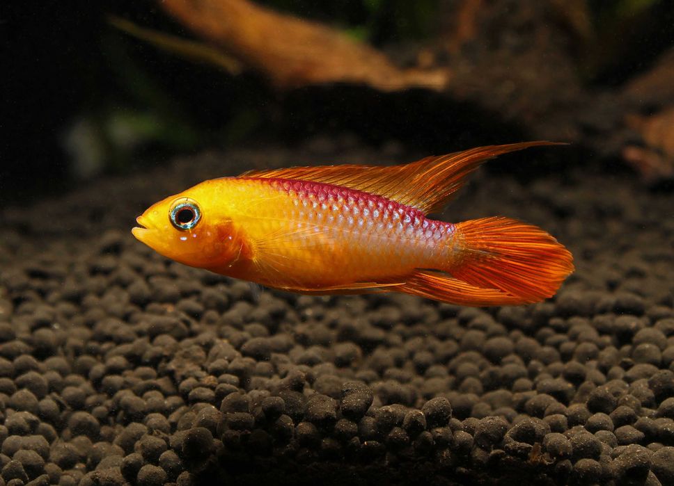 Apistogramma agassizii Fire Red XL