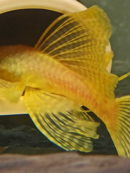 Zbrojnik L144 Albino Super Welon