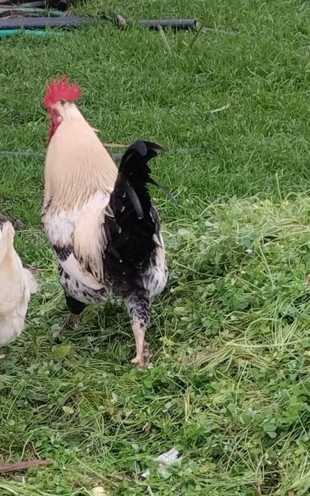 Ovos de galinhas criadas ao ar livre