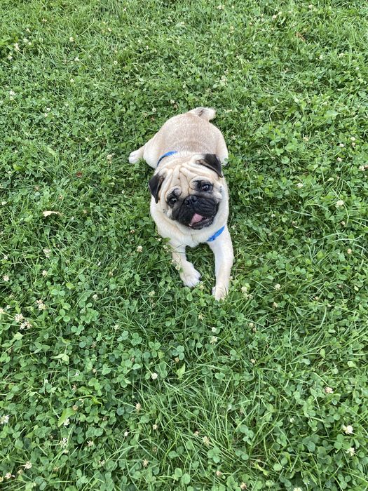 Вязка собак породы мопс