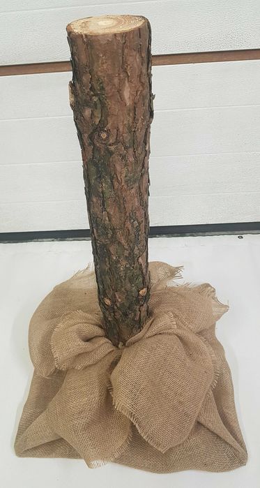 Naturalny sosnowy pień do choinki na pniu wys. 70 cm, śr. 12 cm