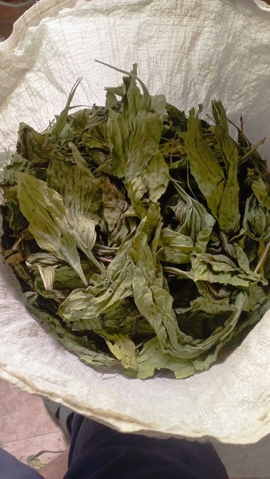 Подорожник великий сухий