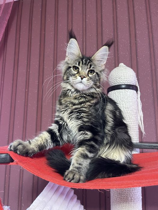 Девочка Мейн-Кун ST*Olympus Pride W*Colibri