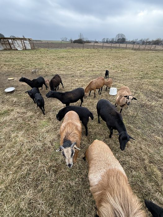 Owce i barany kameruńskie