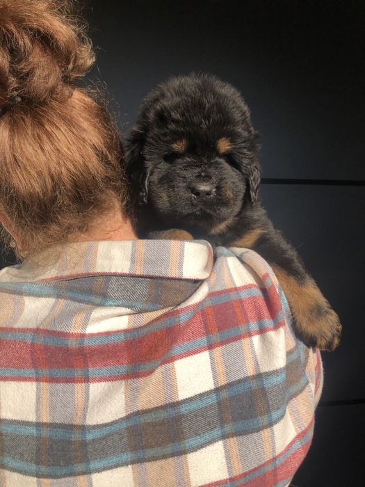 Тибетский мастиф