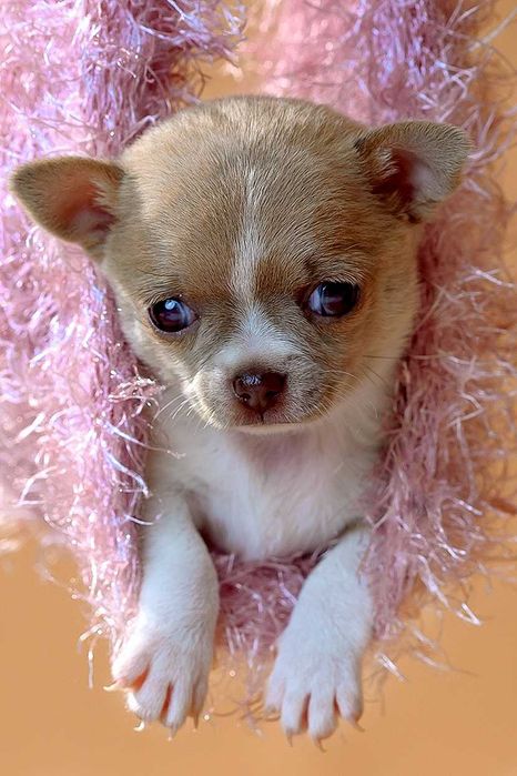 Яркие щенки чихуа - МИНИ И СТАНДАРТ