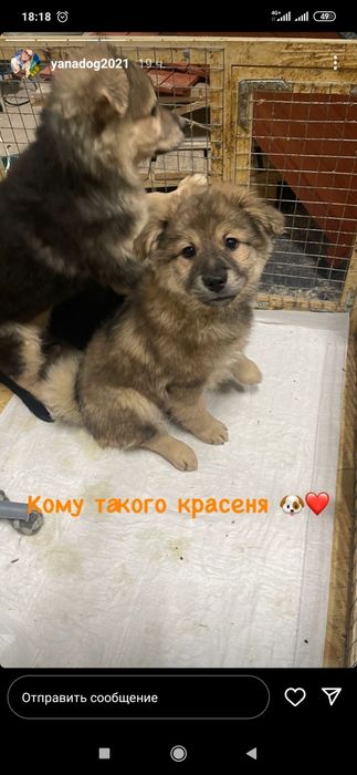 Отдам даром в хорошие руки