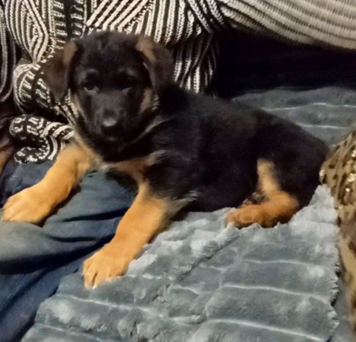 Питомник предлогает мальчиков и девочек.