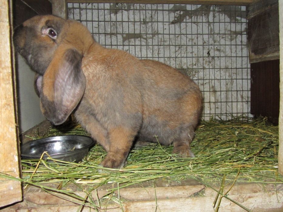 Продам кролят (французский баран)