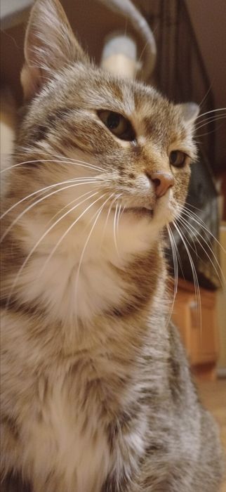 Dorotka koteczka szuka kochającego domu