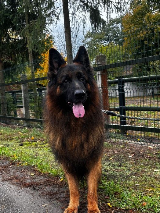 Owczarek Niemiecki Pies FCI