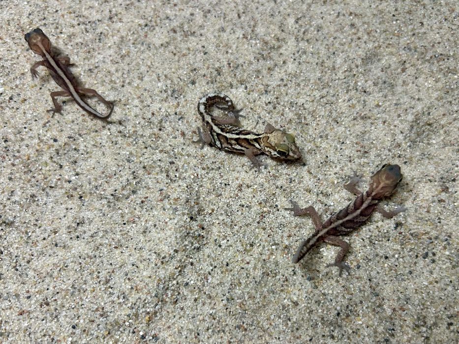 Gekon madagaskarski (Paroedura pictus)