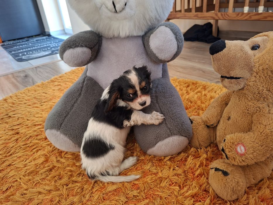 Cavalier King Charles Spaniel suczka
