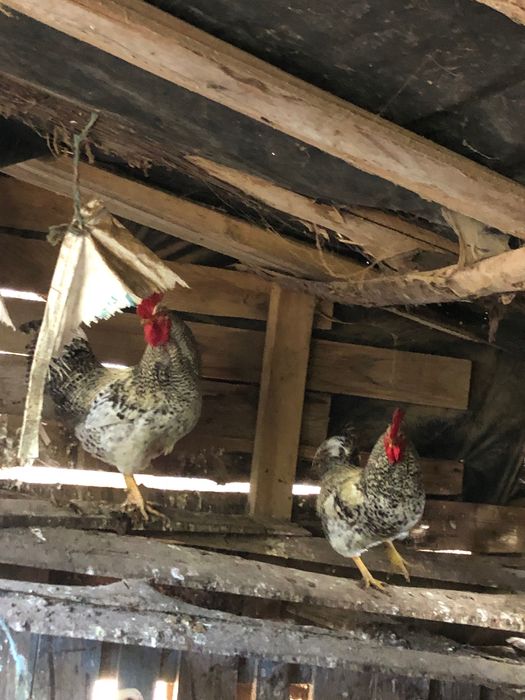 Galos  mouriscos e vermelhos