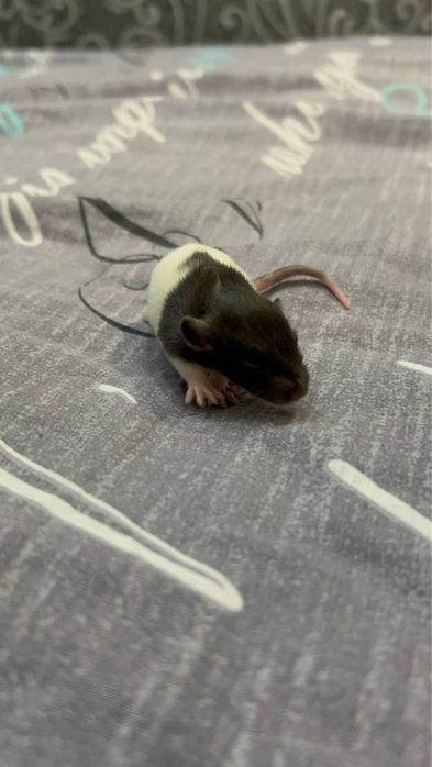 Декоративні криси, крисенята, пацюки БЕЗКОШТОВНО !