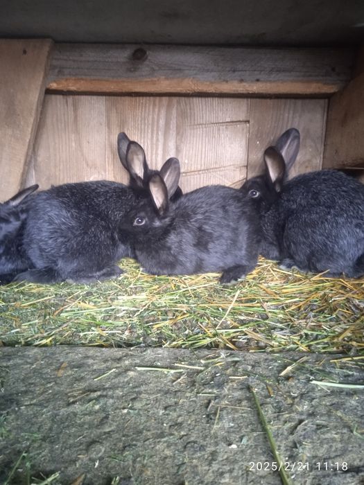 Полтавське срібло.