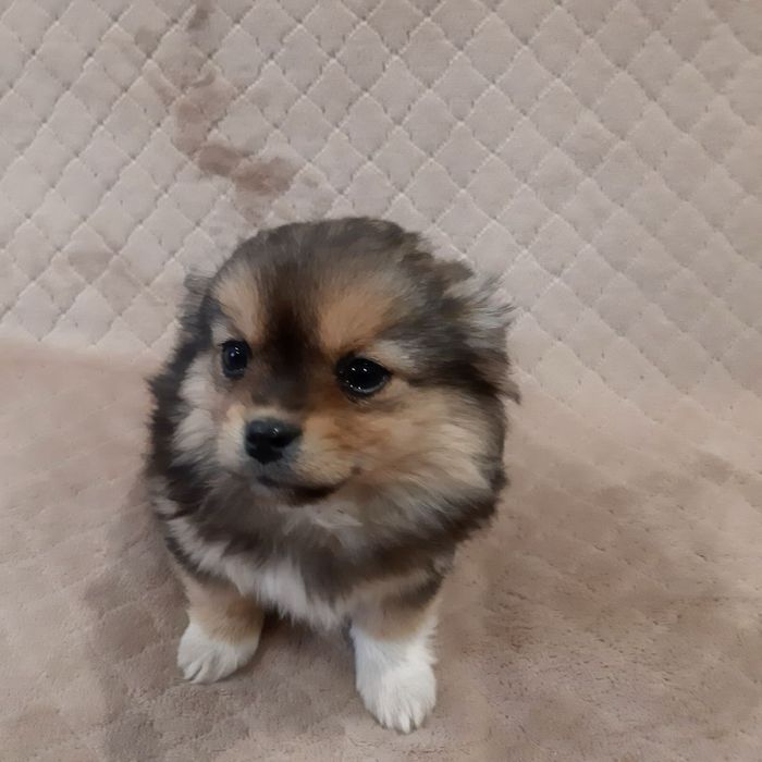 Цуценя безкоштовно