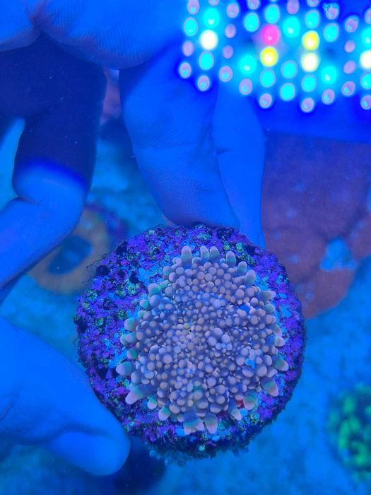 Coral mole Ricordea yumma