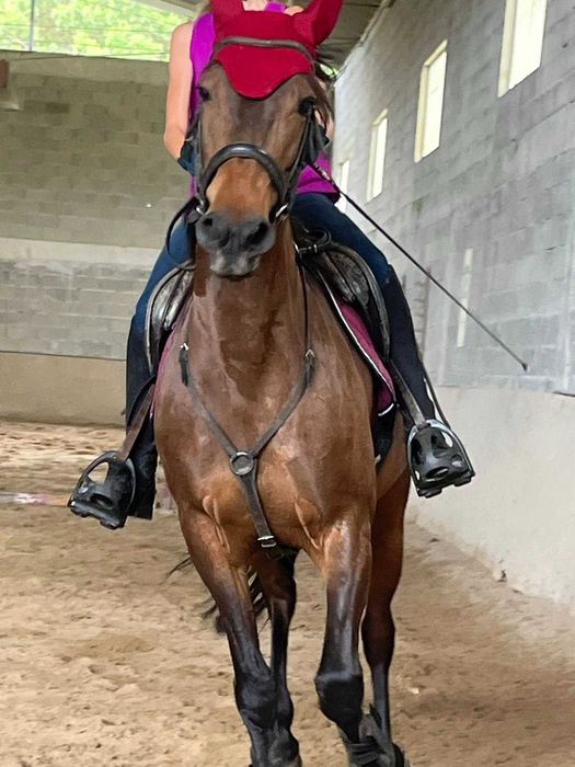 Égua cruzada Lusitano