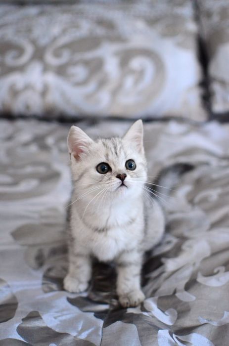 Прямовухий хлопчик