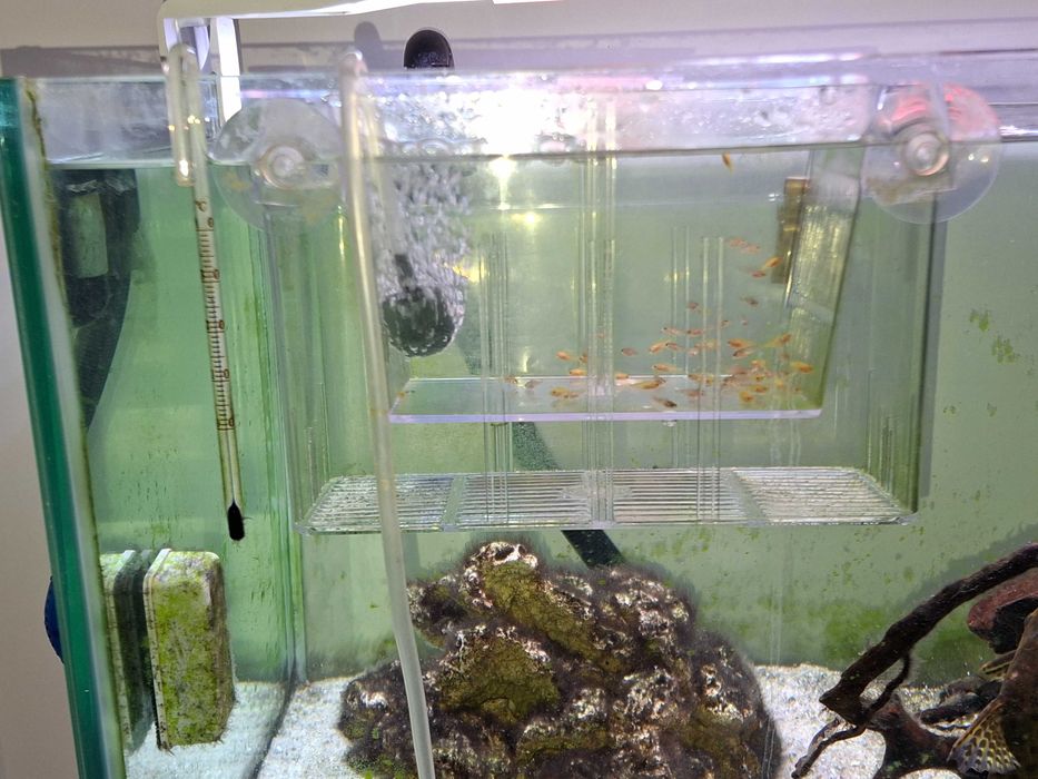 Ciclideos Africanos Lago Malawi.