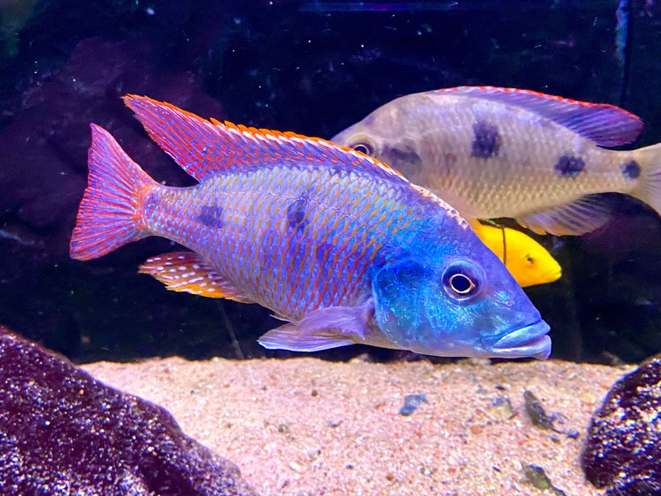 Dorosły harem Otopharynx Tetrastigma 1+3