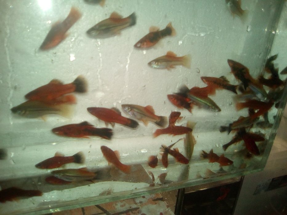 Rybki Mieczyk 10 zł