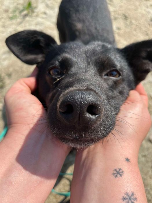 Kleszczyk - mały czarny psiak do adopcji!