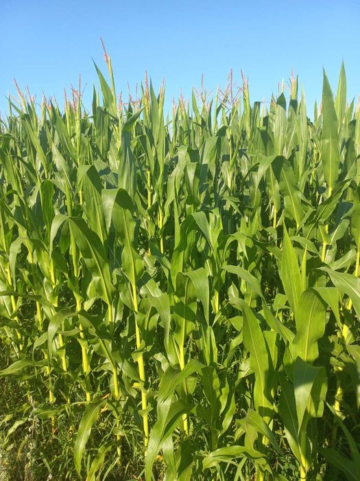 Оренда землі, паю