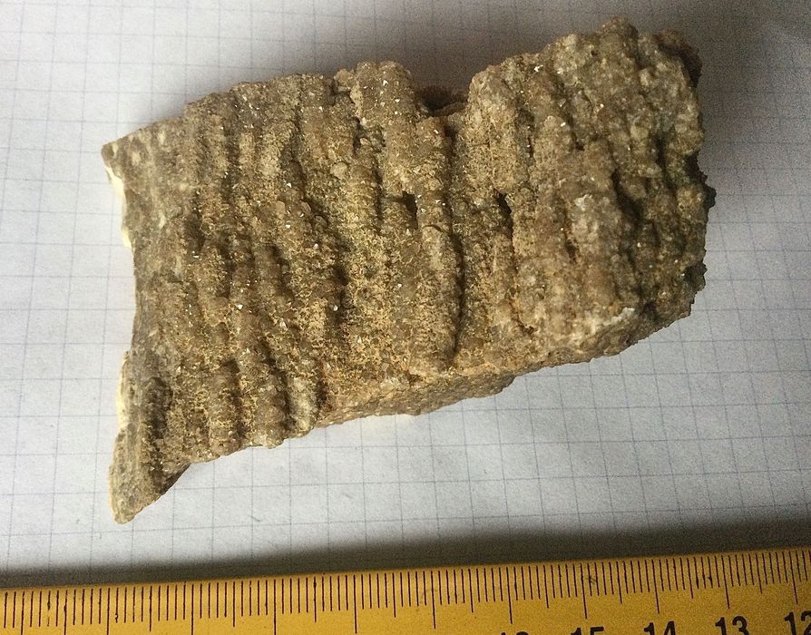 Львовское окаменелое дерево.