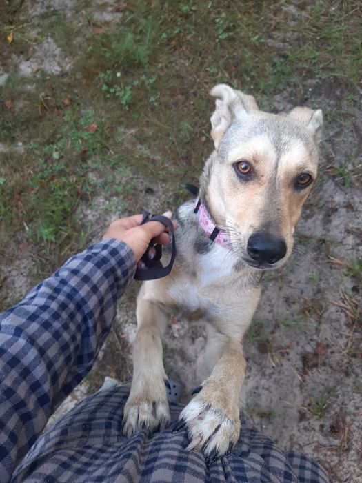 Найкраща собаня-друг