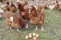 KURY NIOSKI  z wolnego wybiegu ! Tetra Messa Lohmann Leghorn !